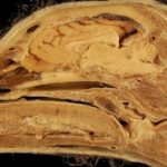 10 universidades abren sus investigaciones con animales