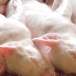 España, primer proveedor de carne de cerdo a China