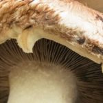 Hongos, otra alternativa contra el envejecimiento