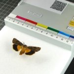 Digitalizando 1.900 colecciones de especies
