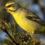En Europa: drástica reducción en comercio de aves