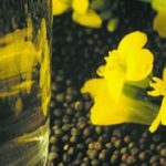 Aceite de canola puede implicar riesgos para la salud