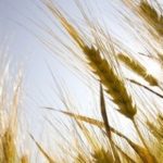 Crean variedad de trigo, 10 veces más rico en fibra