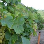 Clima afectará variedades de uvas más cultivadas