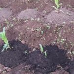 Cultivos de los Andes, en riesgo, por cambio climático