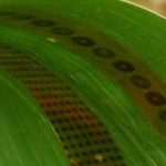 Sensores para medir el consumo de agua de las plantas