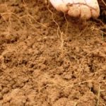 Arman Atlas mundial, con las bacterias del suelo