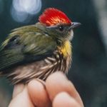 2018: el año de los pájaros