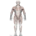 Red estructural, osea y muscular, de los seres humanos