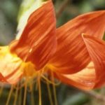 Nueva colección de especies de plantas, de toda América