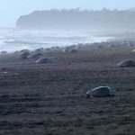 Costa Rica: importante refugio de tortugas marinas