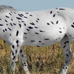Tenían los primeros caballos pinta de dálmatas?