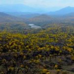 En Ecuador: tala sin compasión de bosques secos