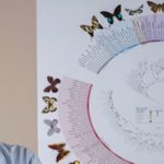 Mariposas y su evolución, en el Museo de la Florida