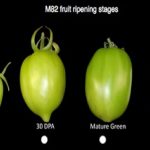 Revelan el más completo Atlas del tomate