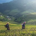Pequeños agricultores en China, ahorran millones en fertilizantes