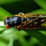 Las cigarras dan pistas... para restaurar la voz