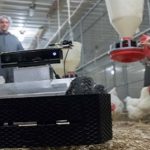 El robot que recoge los huevos del gallinero