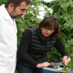 Cultivan tomates, más nutritivos, gastando menos agua