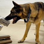 Entrenando perros para detectar el cáncer de ovario