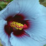 Nuevas flores con colores únicos y resistentes al invierno