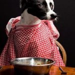 Con grillos, más proteína para las mascotas