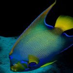 25 mil muestras de genoma marino, de 75 países