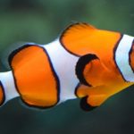 Descifran los 24 cromosomas del pez Nemo