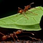 Hormigas que crían hongos, en 17 países