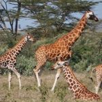 Descubren secretos sobre la altura de las jirafas