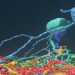Abren el museo virtual de las neuronas de la retina