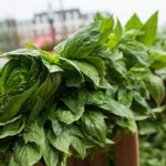 Crean nuevas variedades de albahaca dulce