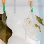 Estudiando el pulmón: en una hoja de espinaca