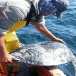 Suramérica y la pesca masiva de tortugas