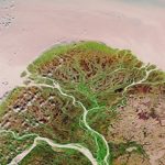 Estuarios tienen poca riqueza biológica