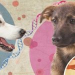 En atributos físicos, ganan los terrier