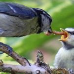 Aves, consumen tanta energía, como la ciudad de NY