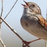 Los pájaros que aprenden a heredar sus cantos