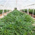 La marihuana... afecta la memoria