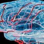 El cerebro sirve para mucho más.. que pensar