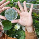 Claves para el mejoramiento del algodón