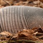 El armadillo, es el transmisor de la lepra, en Brasil