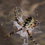 Es más resistente la seda de araña.. que el acero?