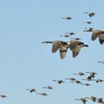 4.700 millones de aves.. viajan hacia el Sur