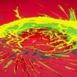 Comparten datos sobre células inmunes humanas