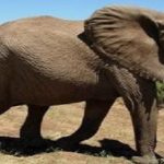 Trompa del elefante inspira futuros robots