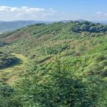 Bosques con variedad de especies..almacenan el doble de carbono