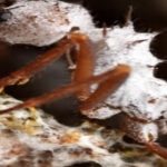Antes que los humanos, las hormigas hacían control de plagas