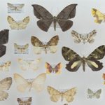 Clasifican más de 1.000 especies de polillas