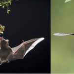 En Costa Rica estudian el vuelo de los murciélagos